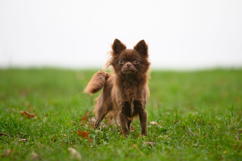 Les Chihuahua de l'affixe De La Terre Des Menhirs