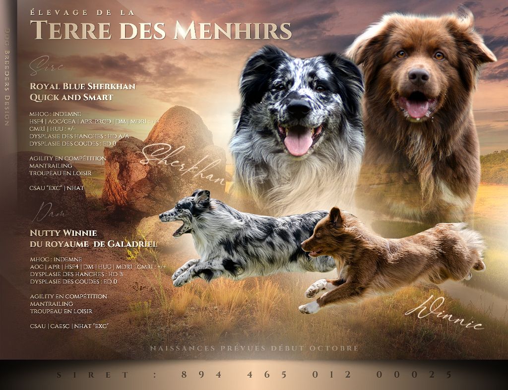 chiot Berger Australien De La Terre Des Menhirs