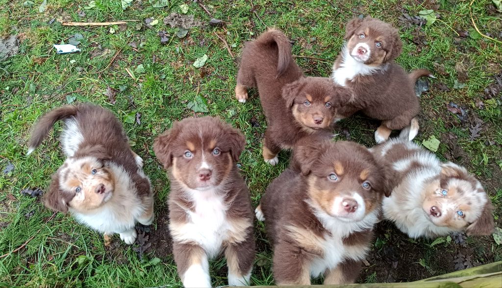 chiot Berger Australien De La Terre Des Menhirs