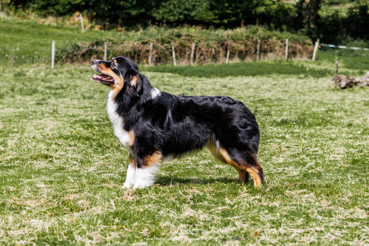 Urban legend De Xiberoan Txakurrak