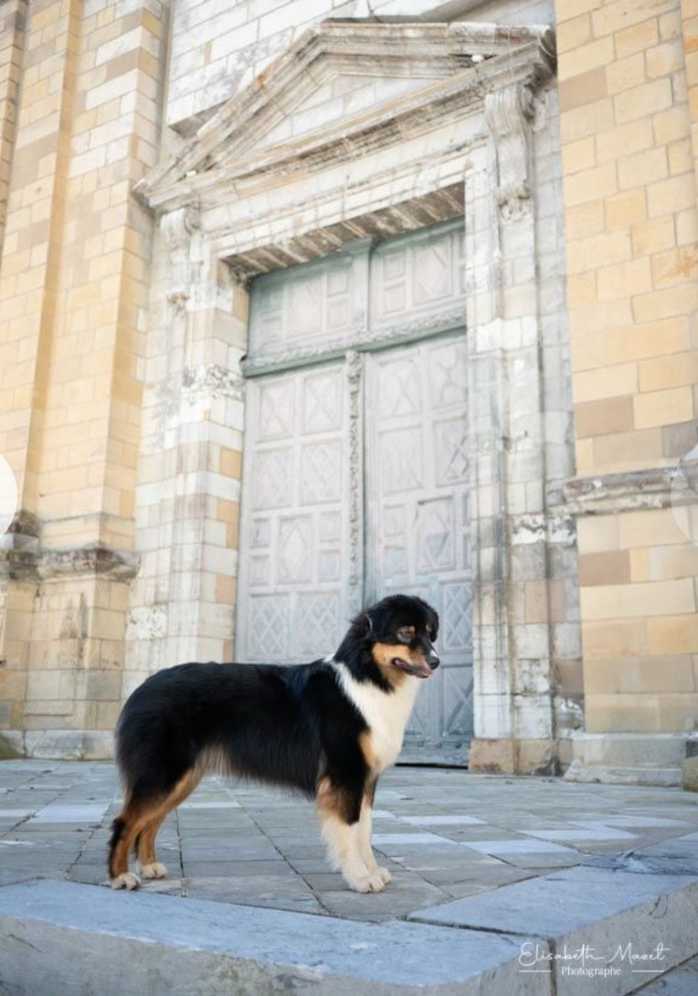 Urban legend De Xiberoan Txakurrak