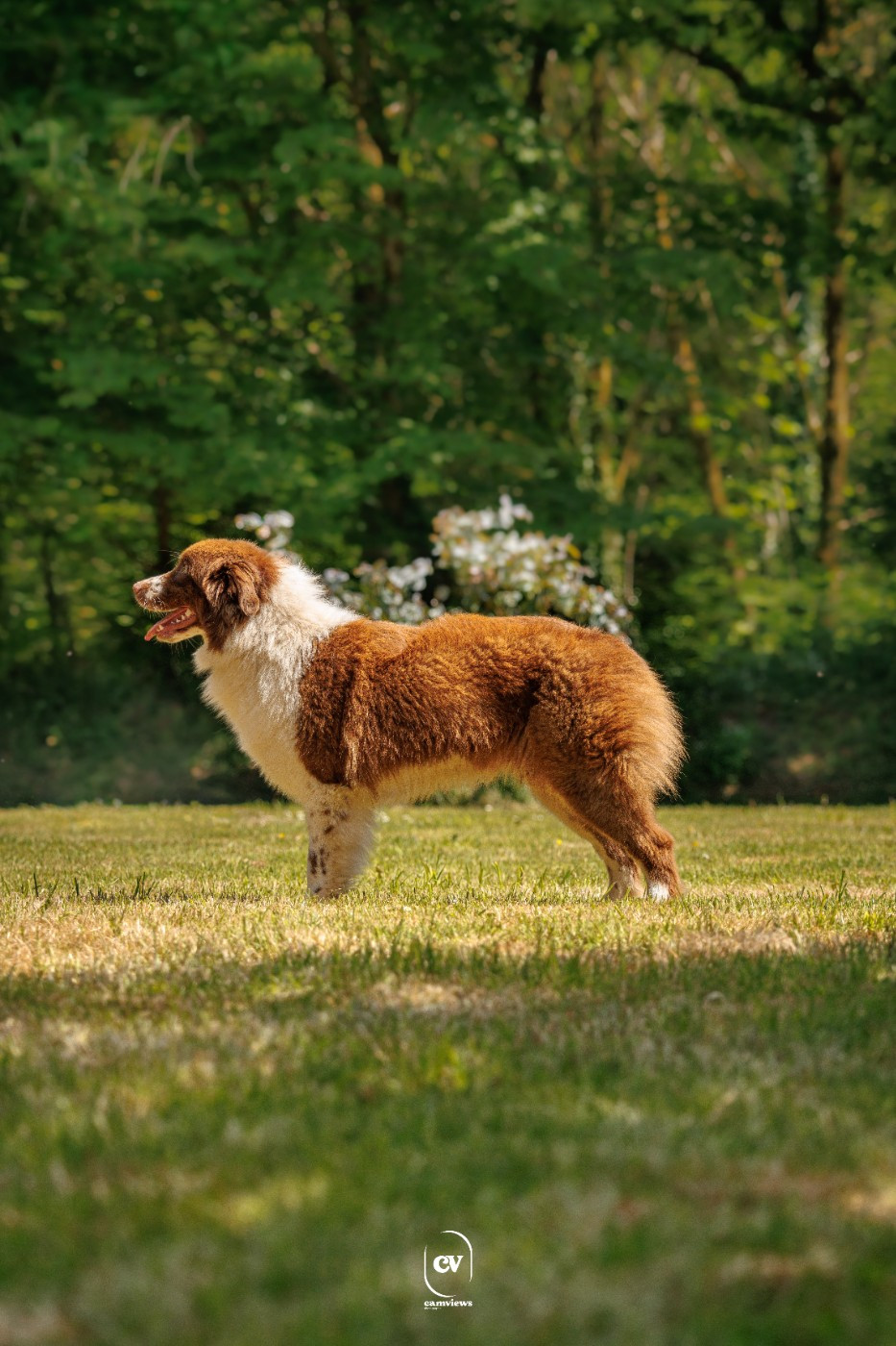 Very precious ruby De La Terre Des Menhirs