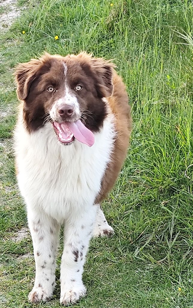 Very precious ruby De La Terre Des Menhirs