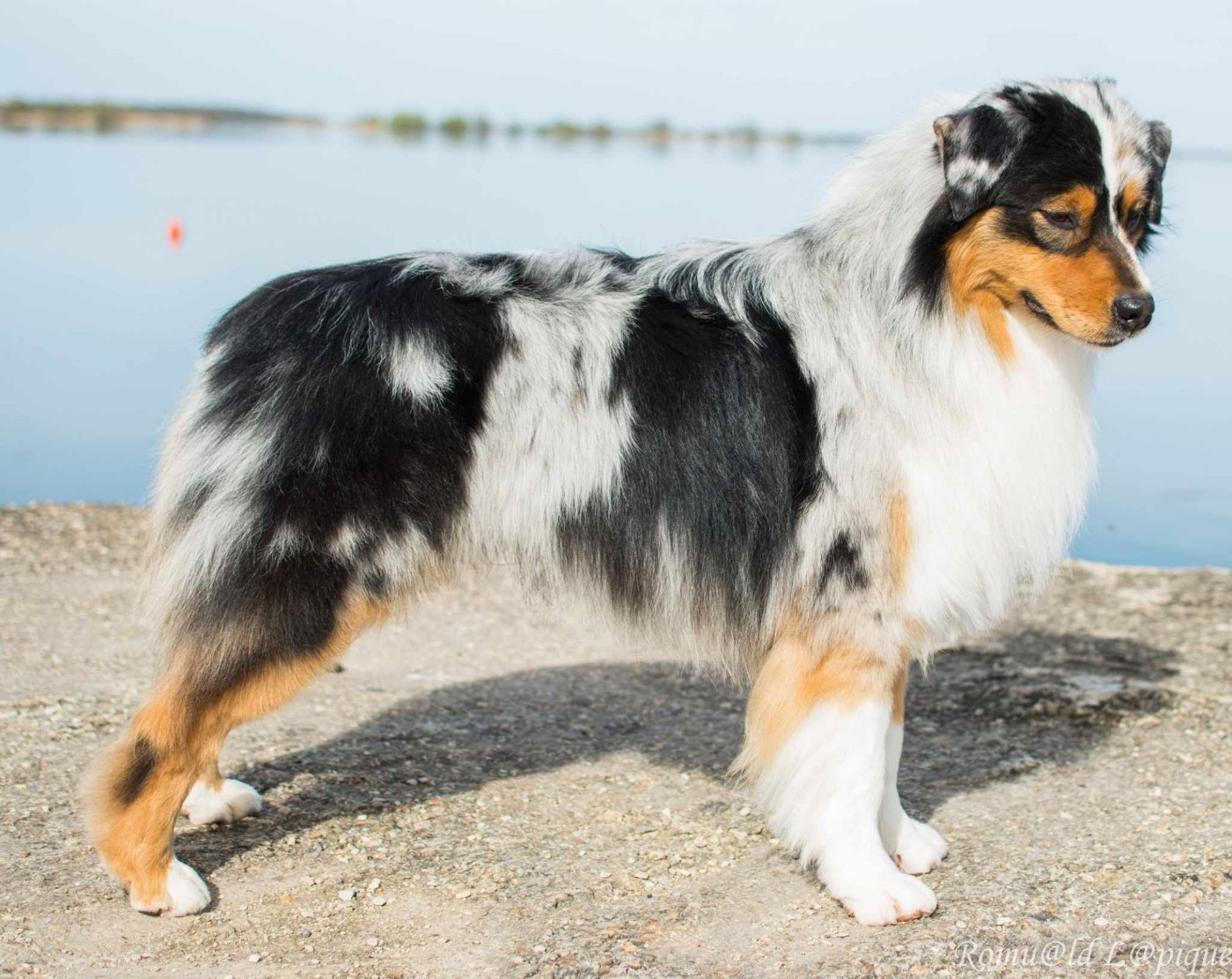 You're driving me crazy moto pies