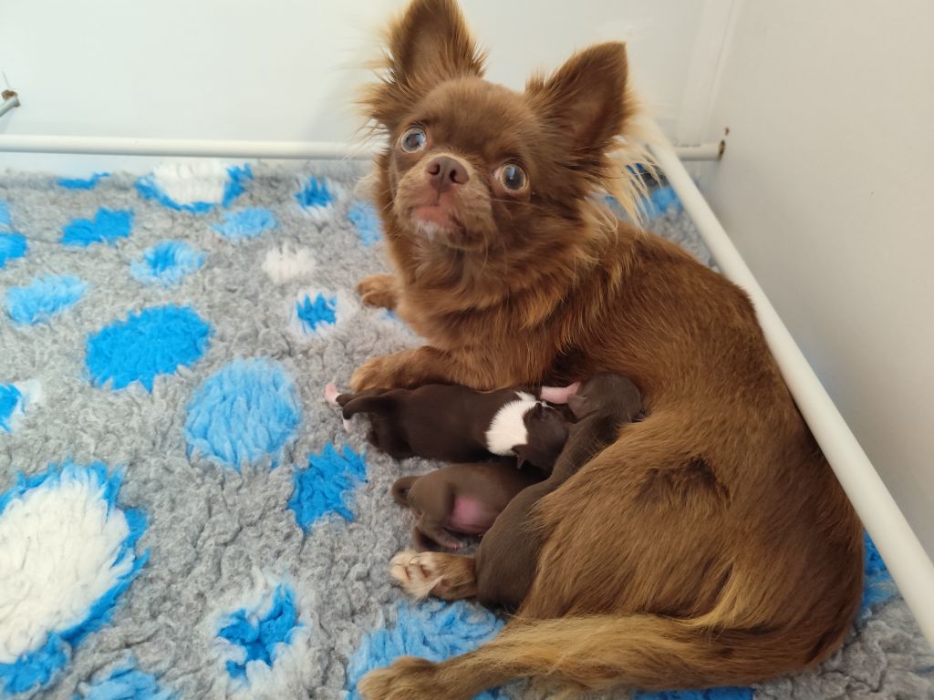 Des chihuahuas chocolat sont nés 