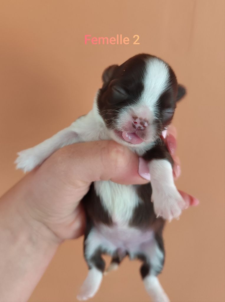 De La Terre Des Menhirs - Chiots disponibles - Chihuahua