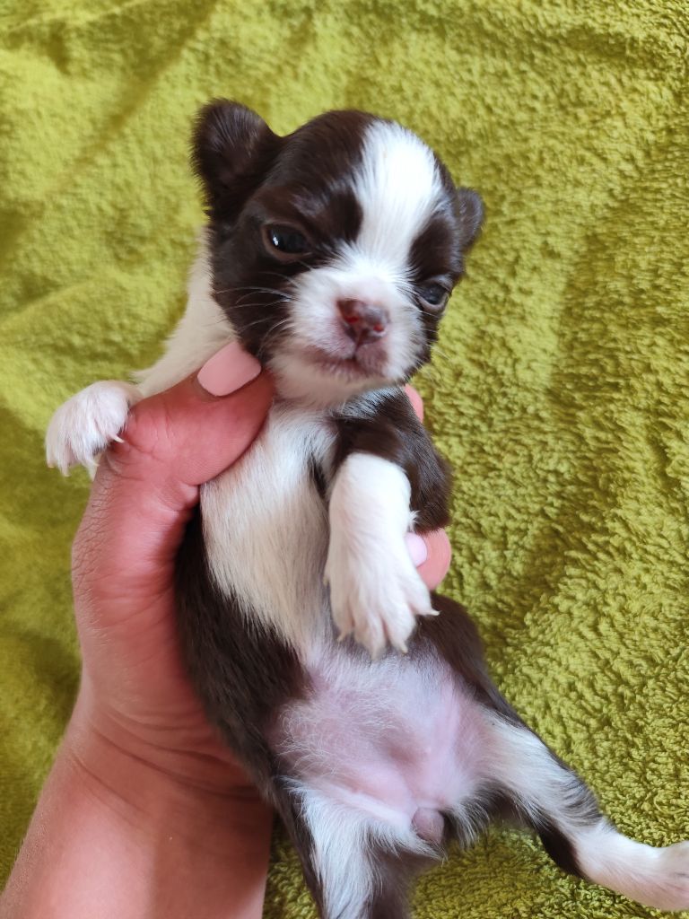 De La Terre Des Menhirs - Chiots disponibles - Chihuahua