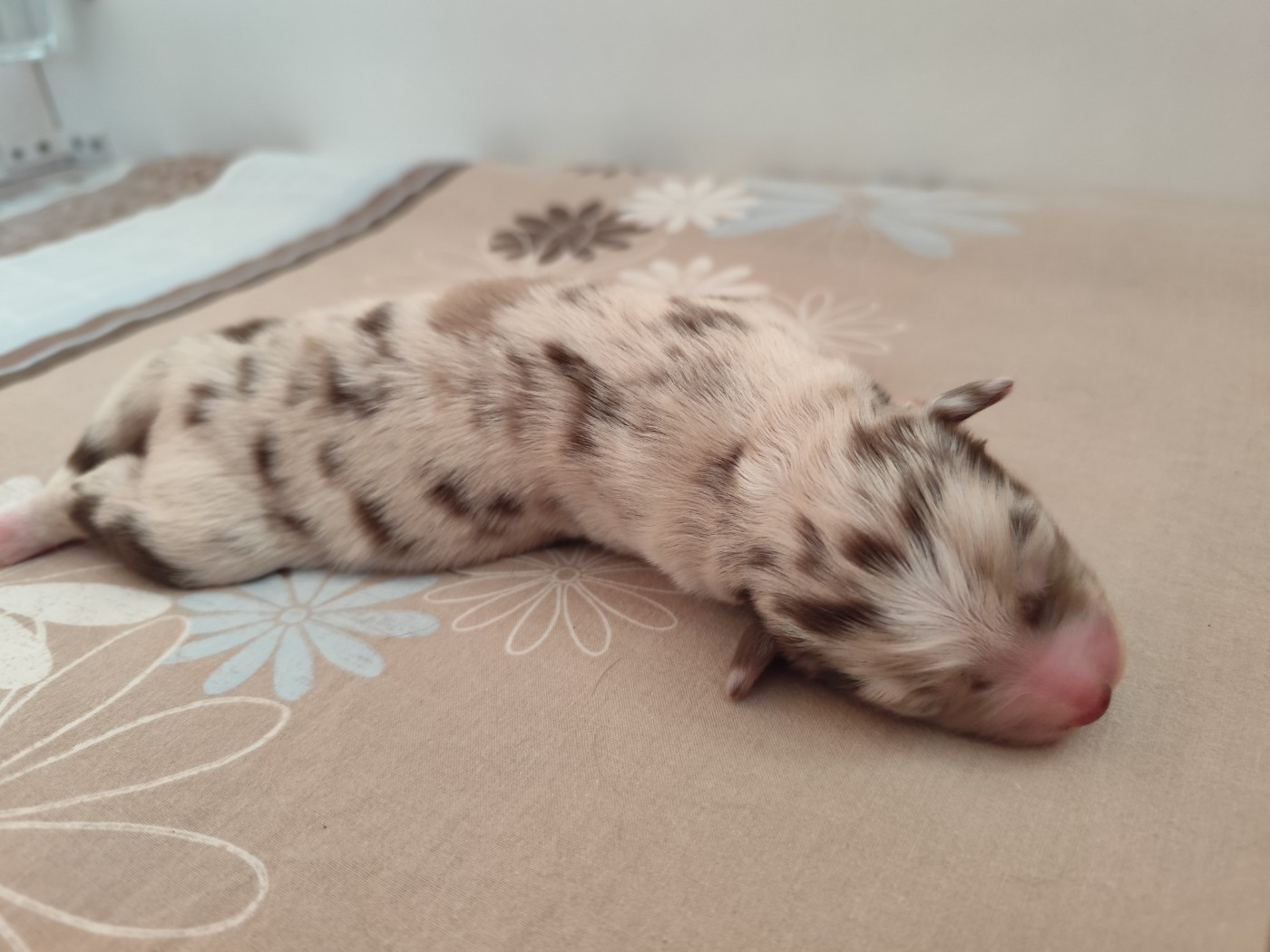 De La Terre Des Menhirs - Chiots disponibles - Berger Australien