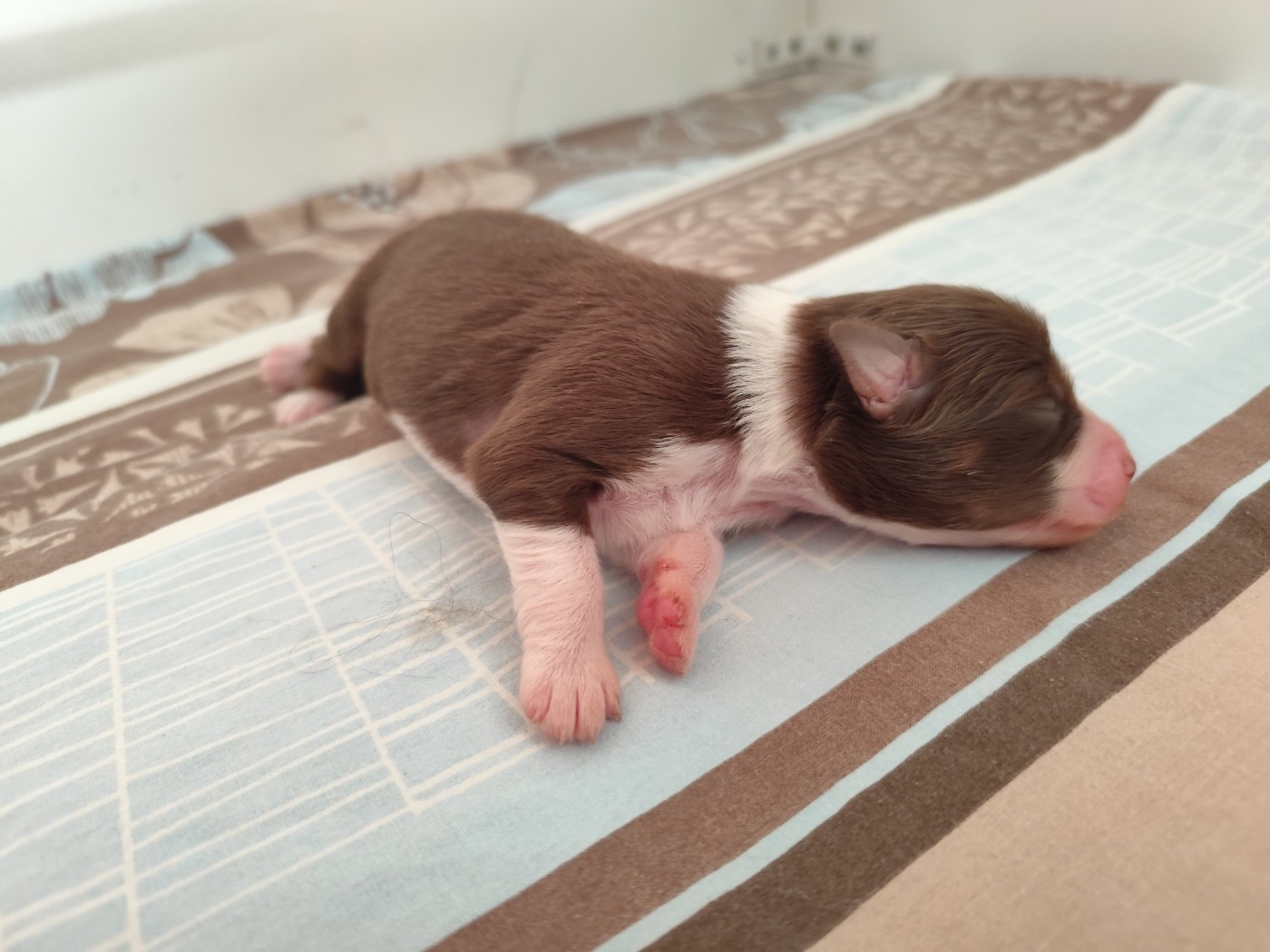 De La Terre Des Menhirs - Chiots disponibles - Berger Australien