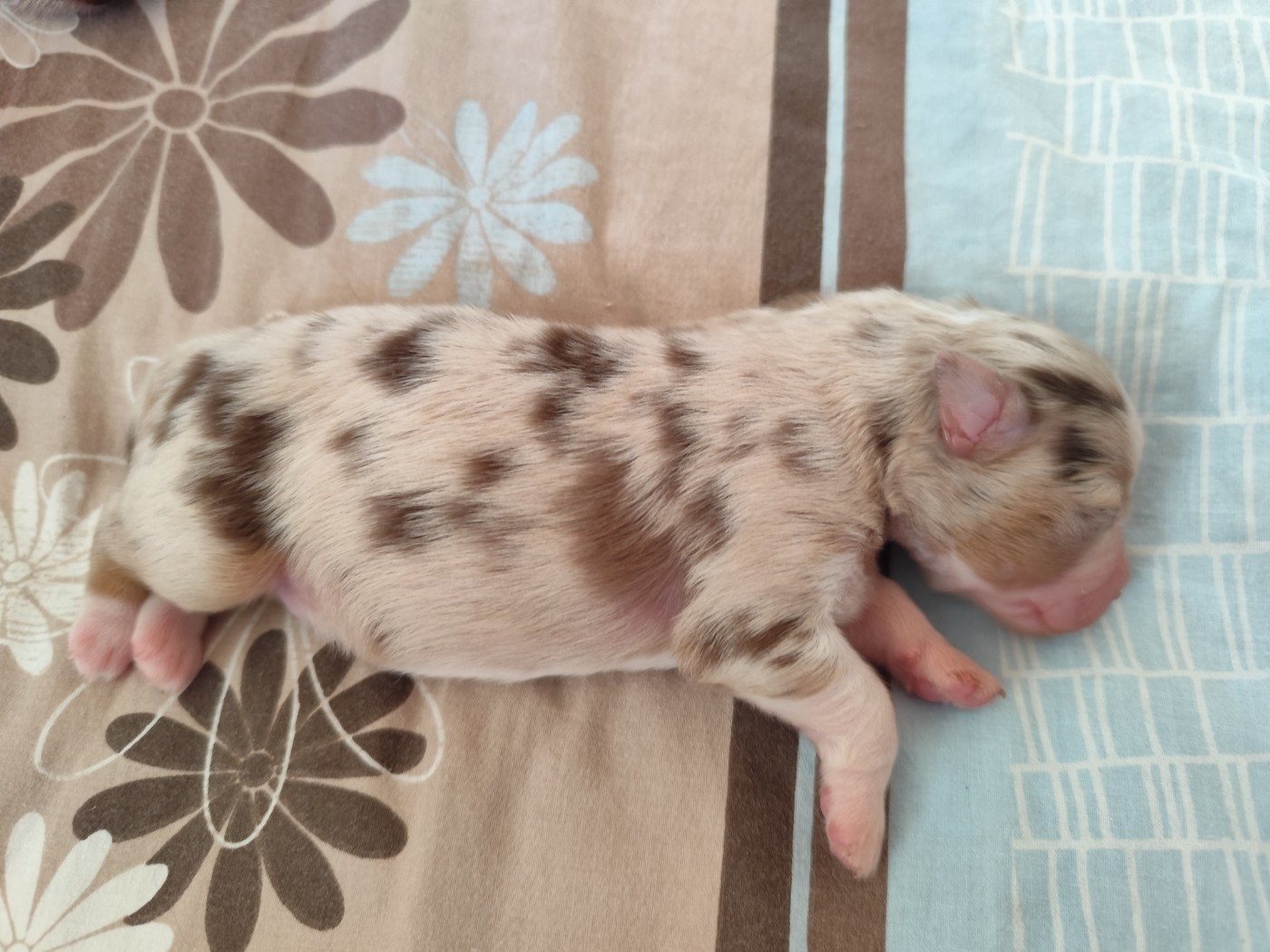 De La Terre Des Menhirs - Chiots disponibles - Berger Australien
