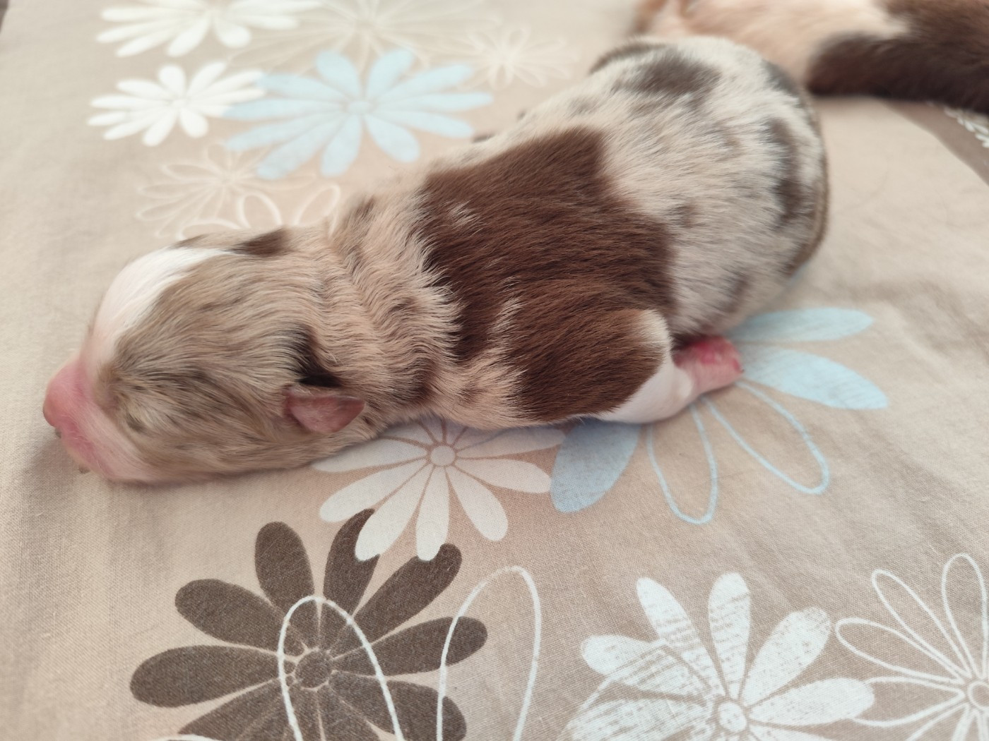 De La Terre Des Menhirs - Chiots disponibles - Berger Australien