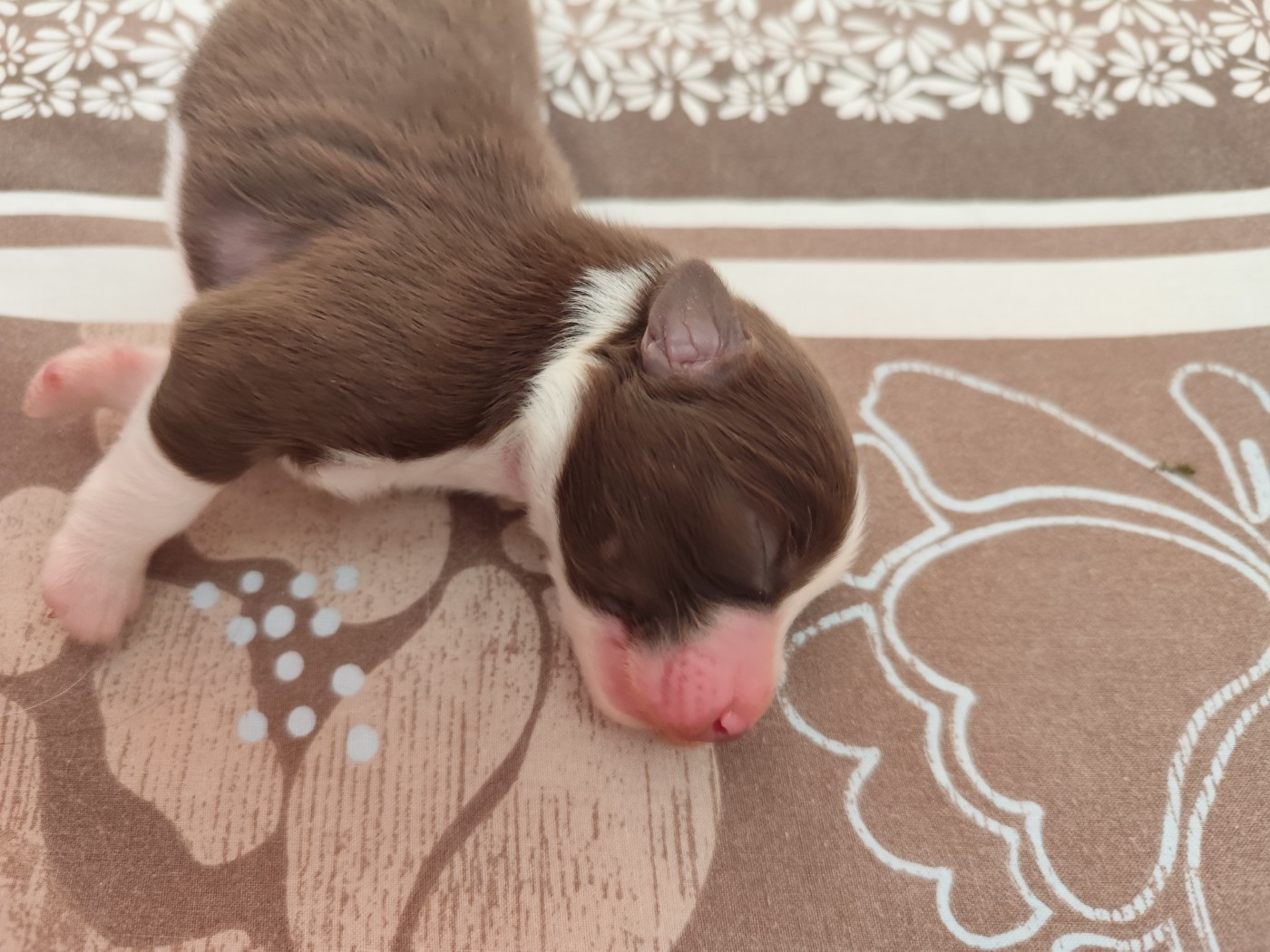 De La Terre Des Menhirs - Chiots disponibles - Berger Australien