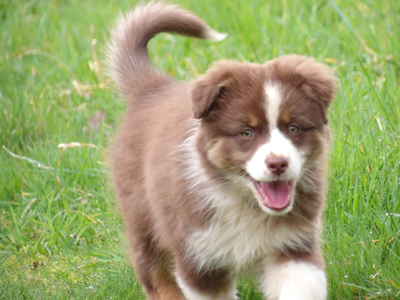 De La Terre Des Menhirs - Chiots disponibles - Berger Australien