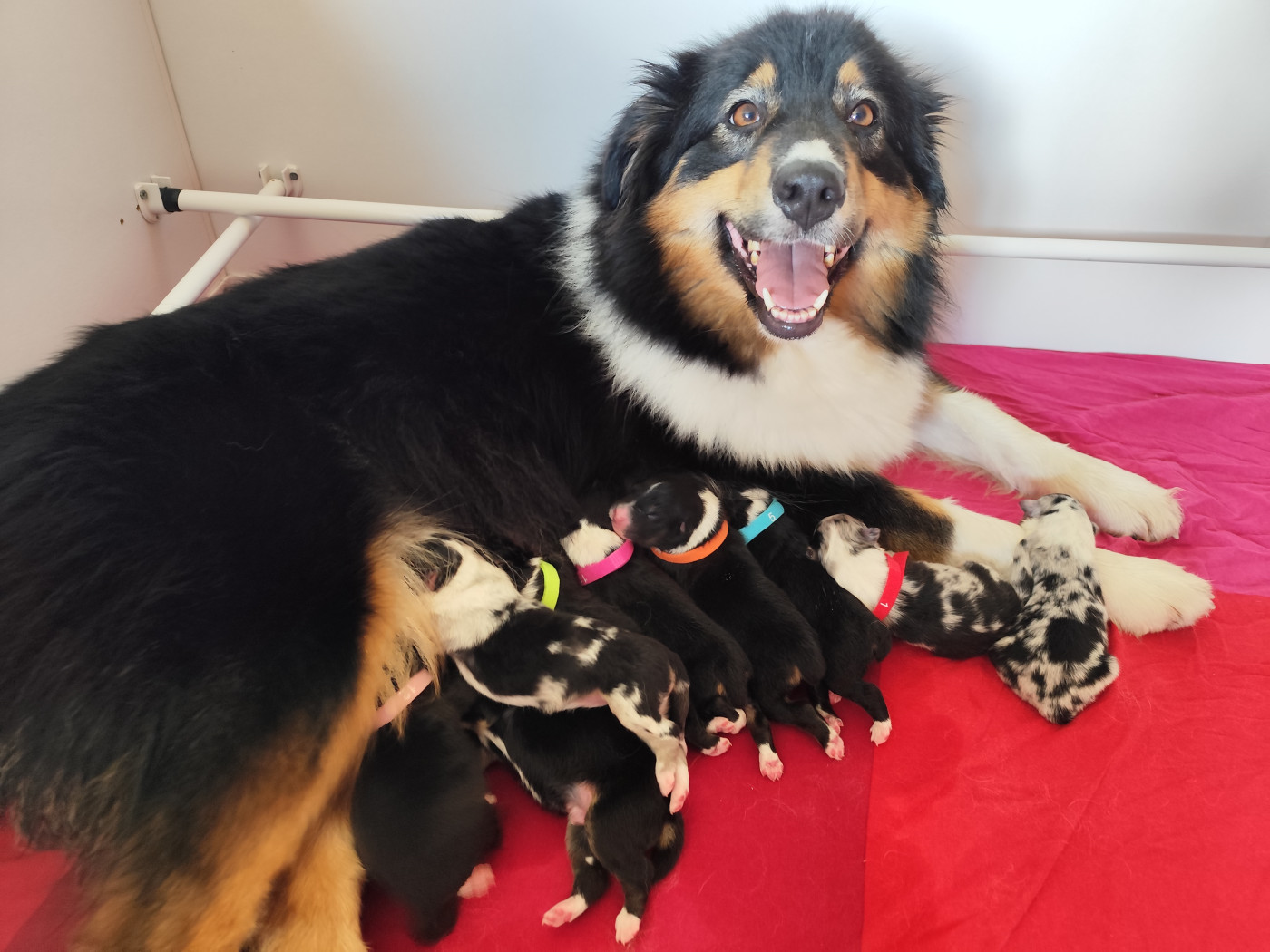 Chiot Berger Australien De La Terre Des Menhirs
