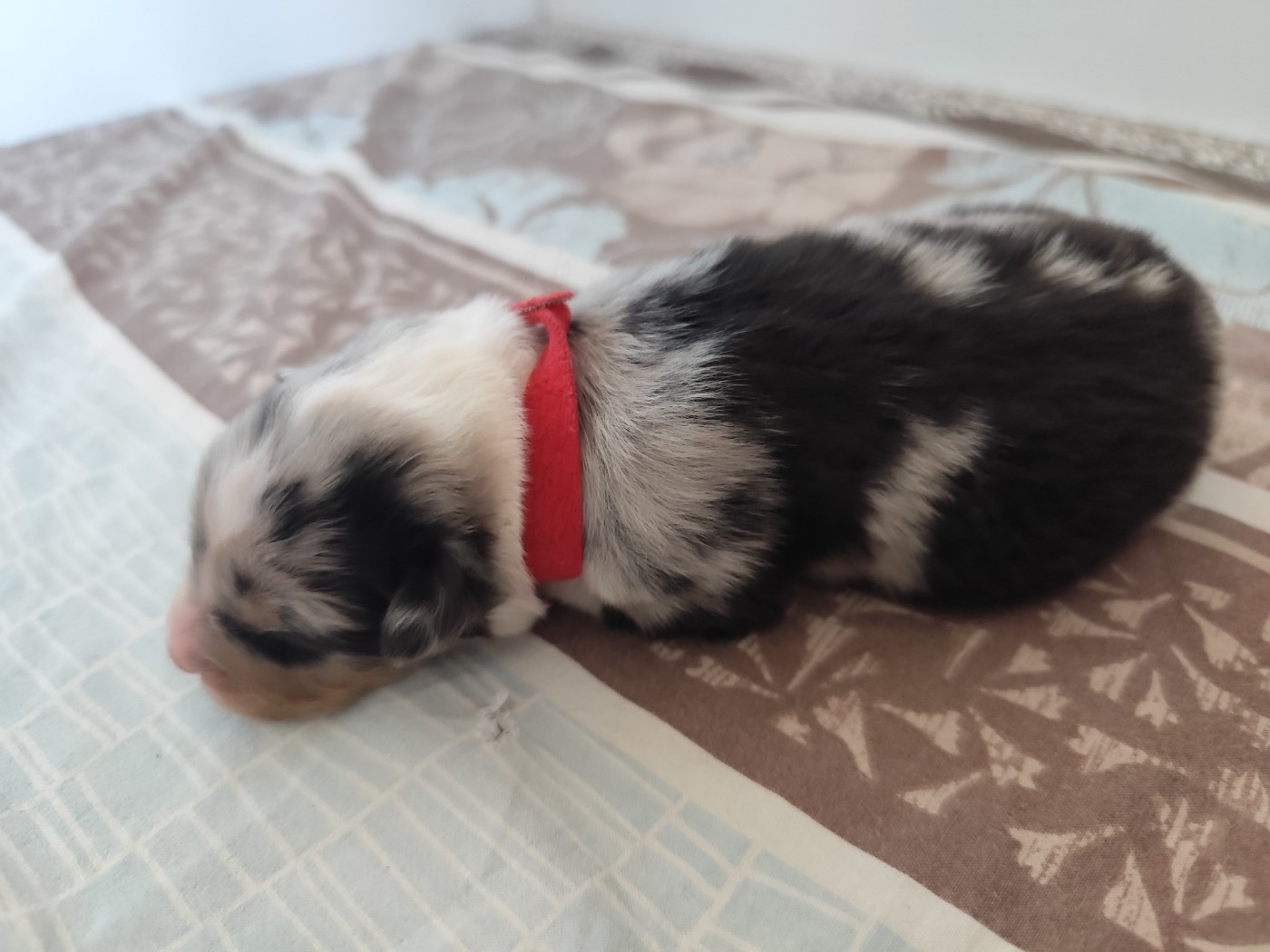 De La Terre Des Menhirs - Chiots disponibles - Berger Australien