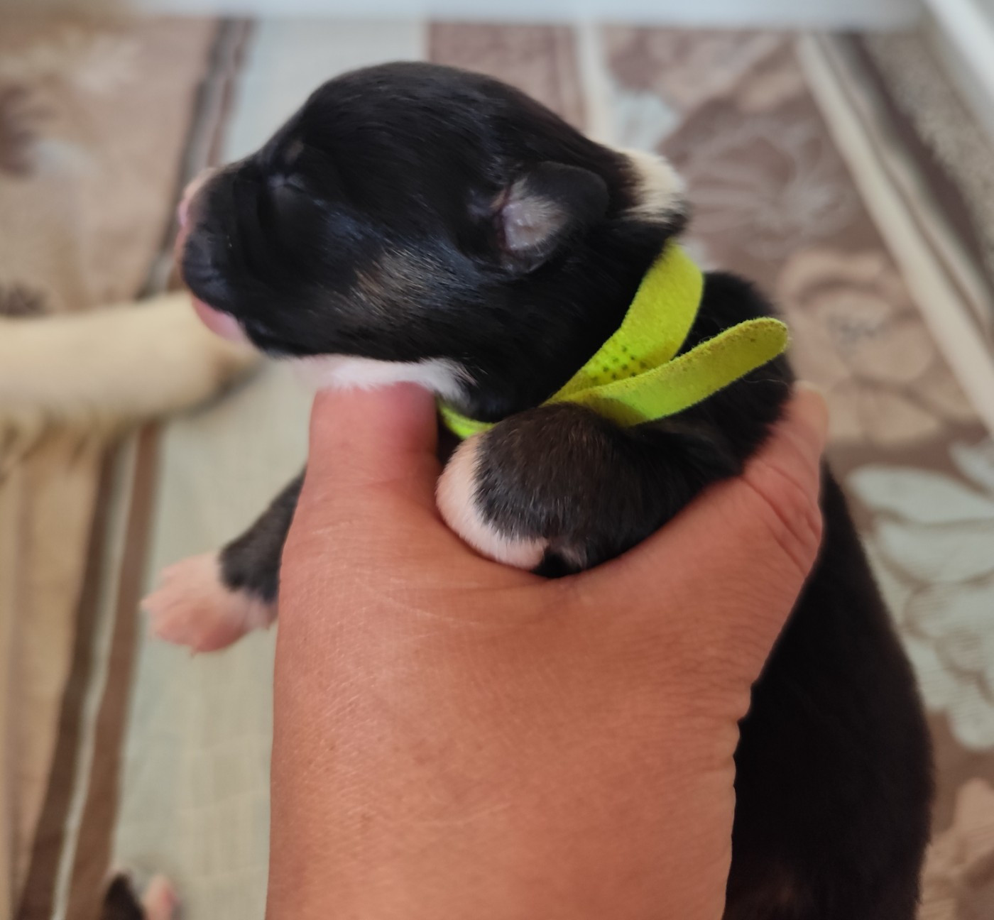 De La Terre Des Menhirs - Chiots disponibles - Berger Australien