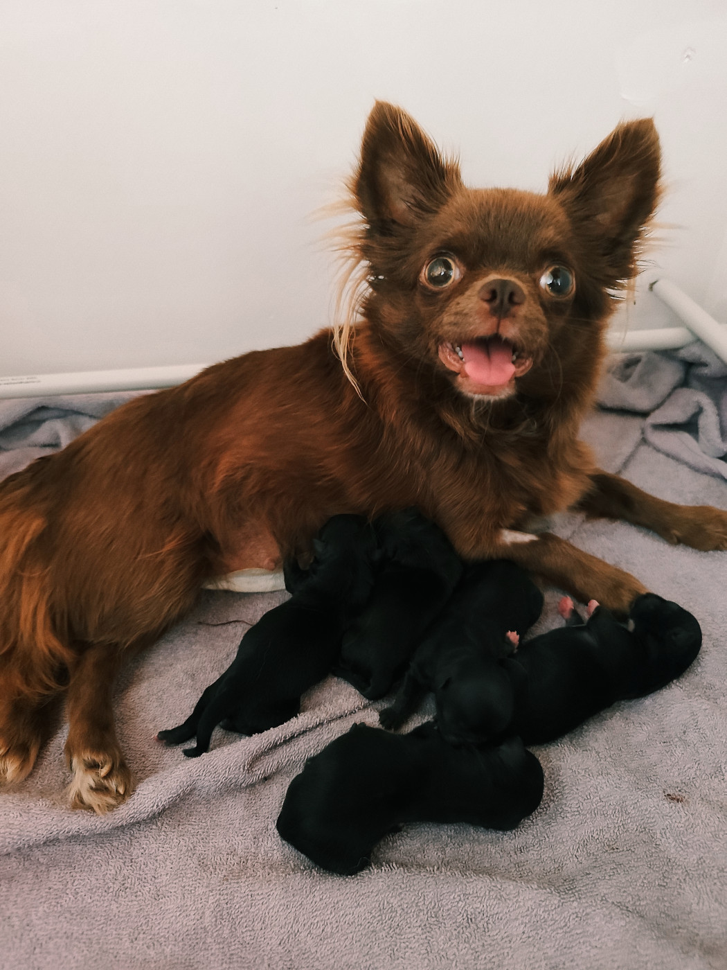 Chiot Chihuahua De La Terre Des Menhirs