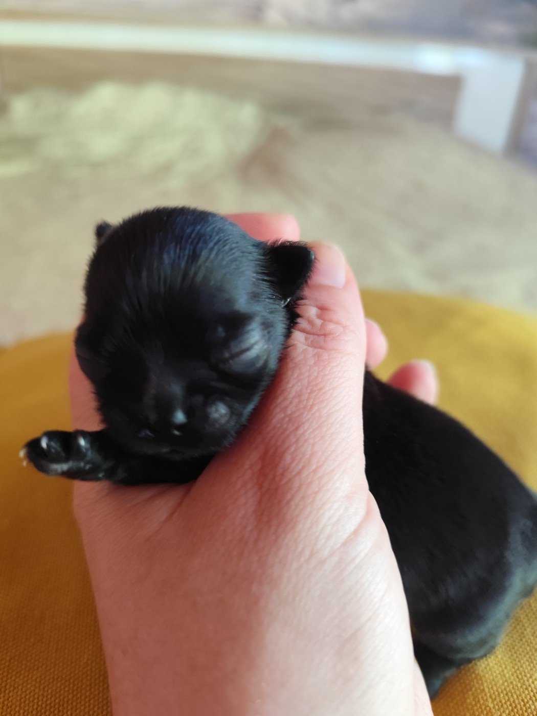 De La Terre Des Menhirs - Chiots disponibles - Chihuahua