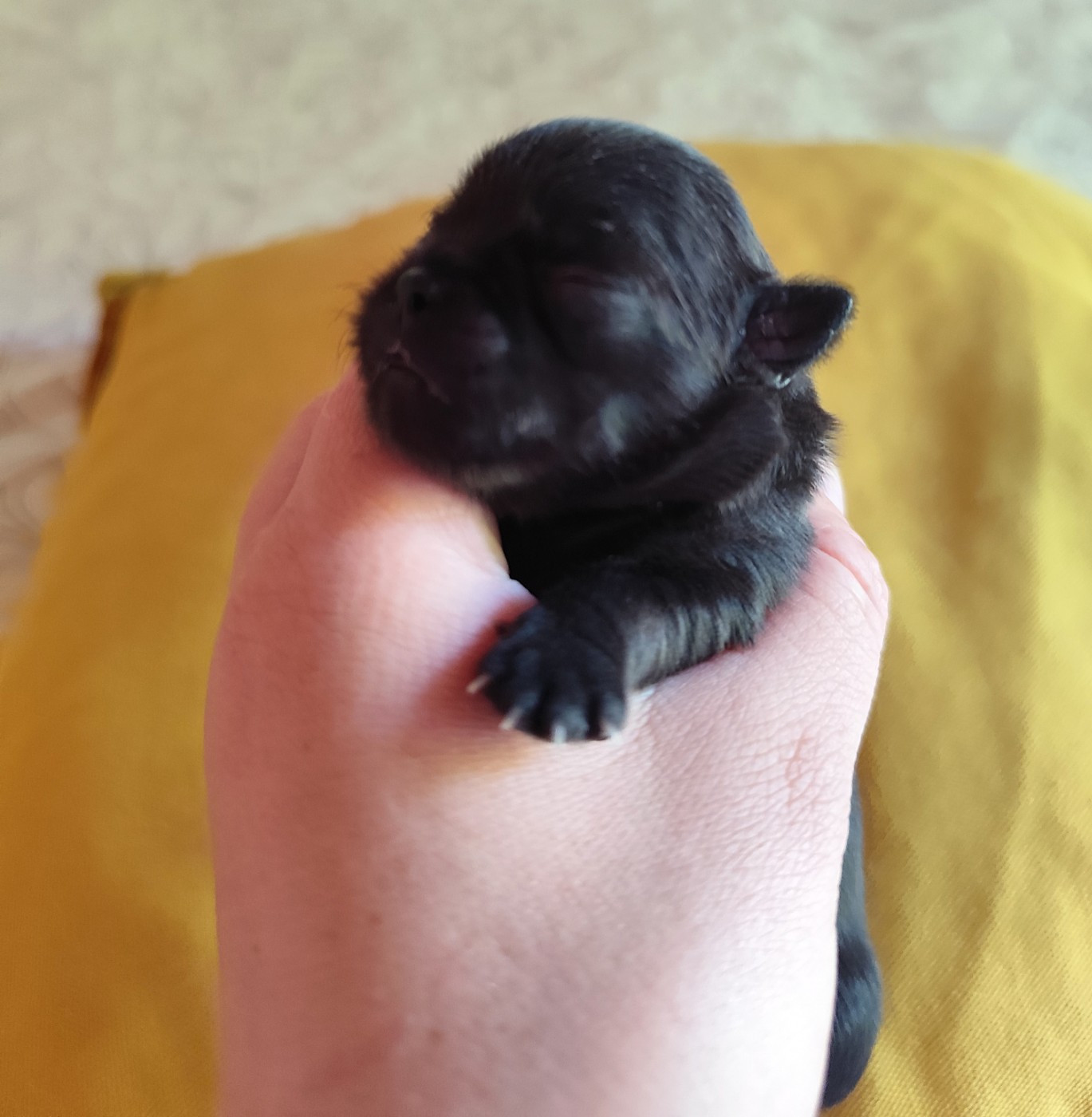 De La Terre Des Menhirs - Chiots disponibles - Chihuahua