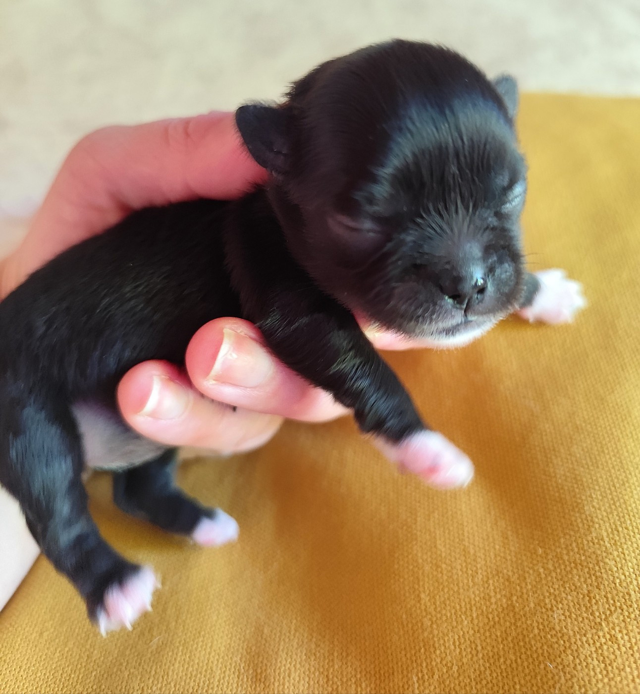 De La Terre Des Menhirs - Chiots disponibles - Chihuahua