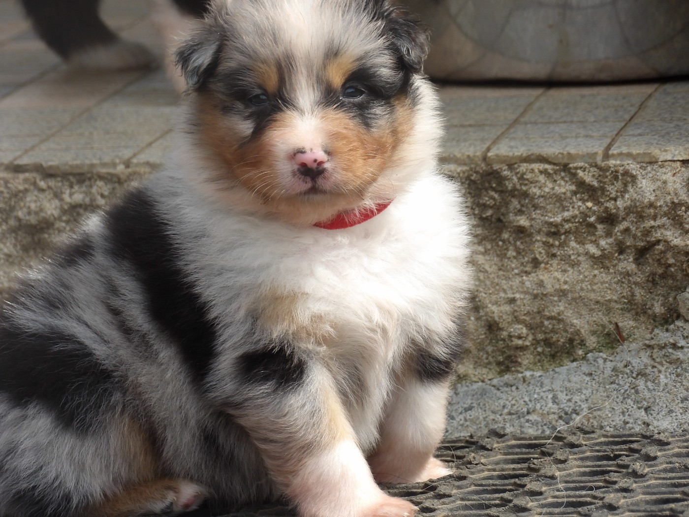 De La Terre Des Menhirs - Chiots disponibles - Berger Australien