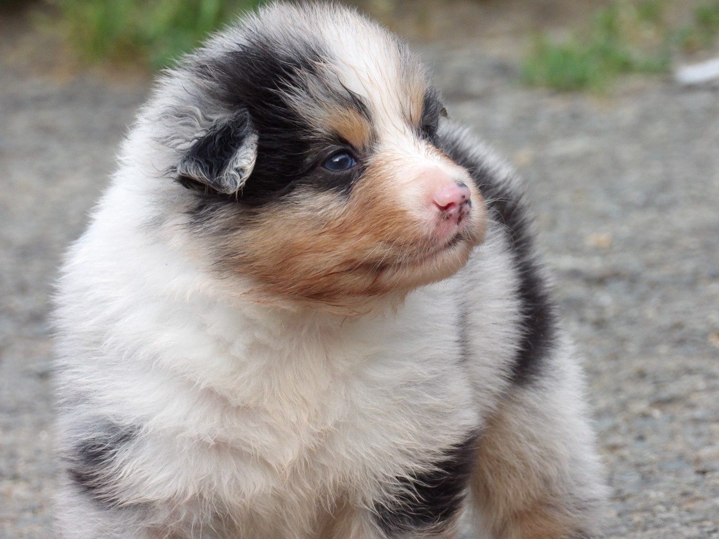 De La Terre Des Menhirs - Chiots disponibles - Berger Australien