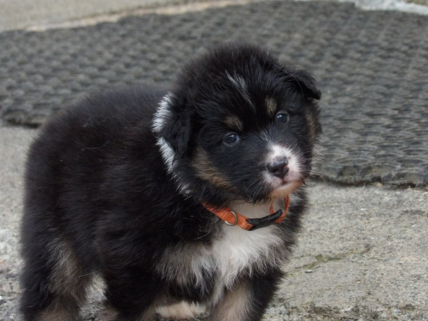 De La Terre Des Menhirs - Chiots disponibles - Berger Australien
