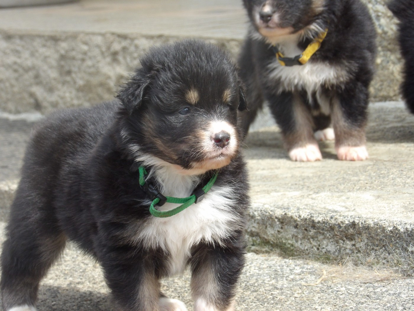 De La Terre Des Menhirs - Chiots disponibles - Berger Australien