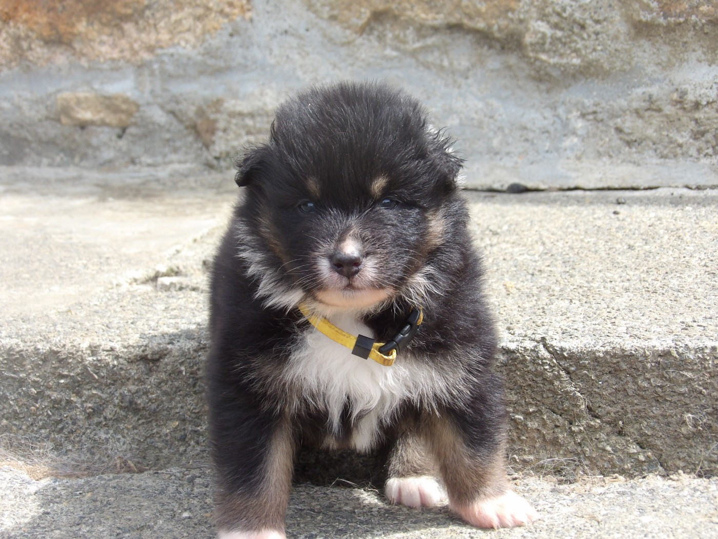 De La Terre Des Menhirs - Chiots disponibles - Berger Australien