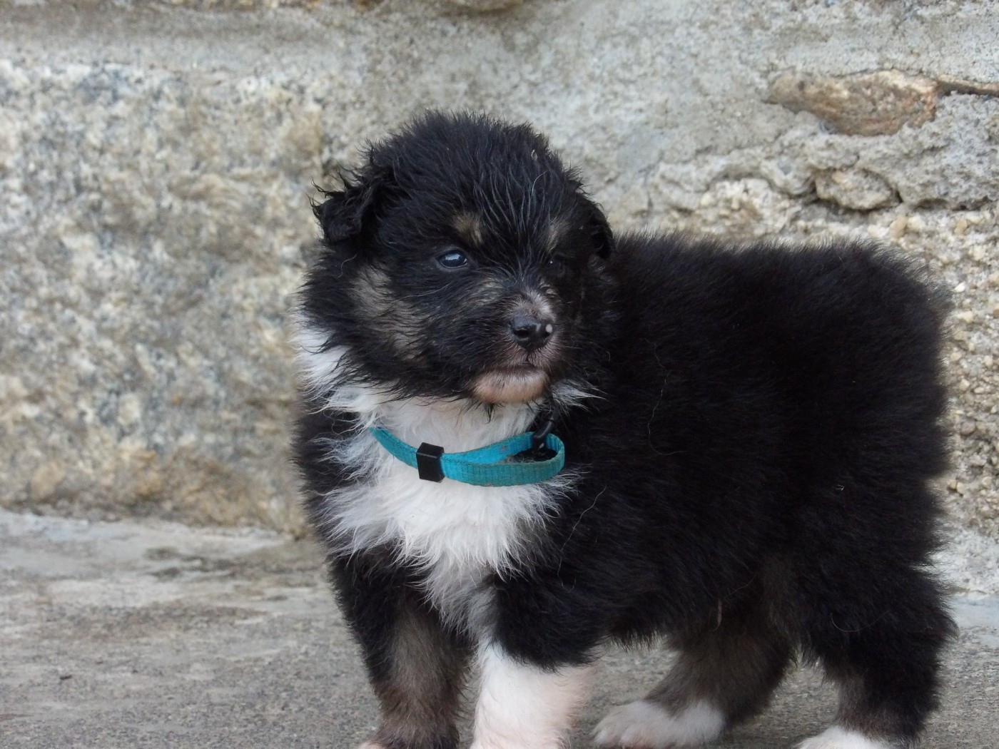 De La Terre Des Menhirs - Chiots disponibles - Berger Australien