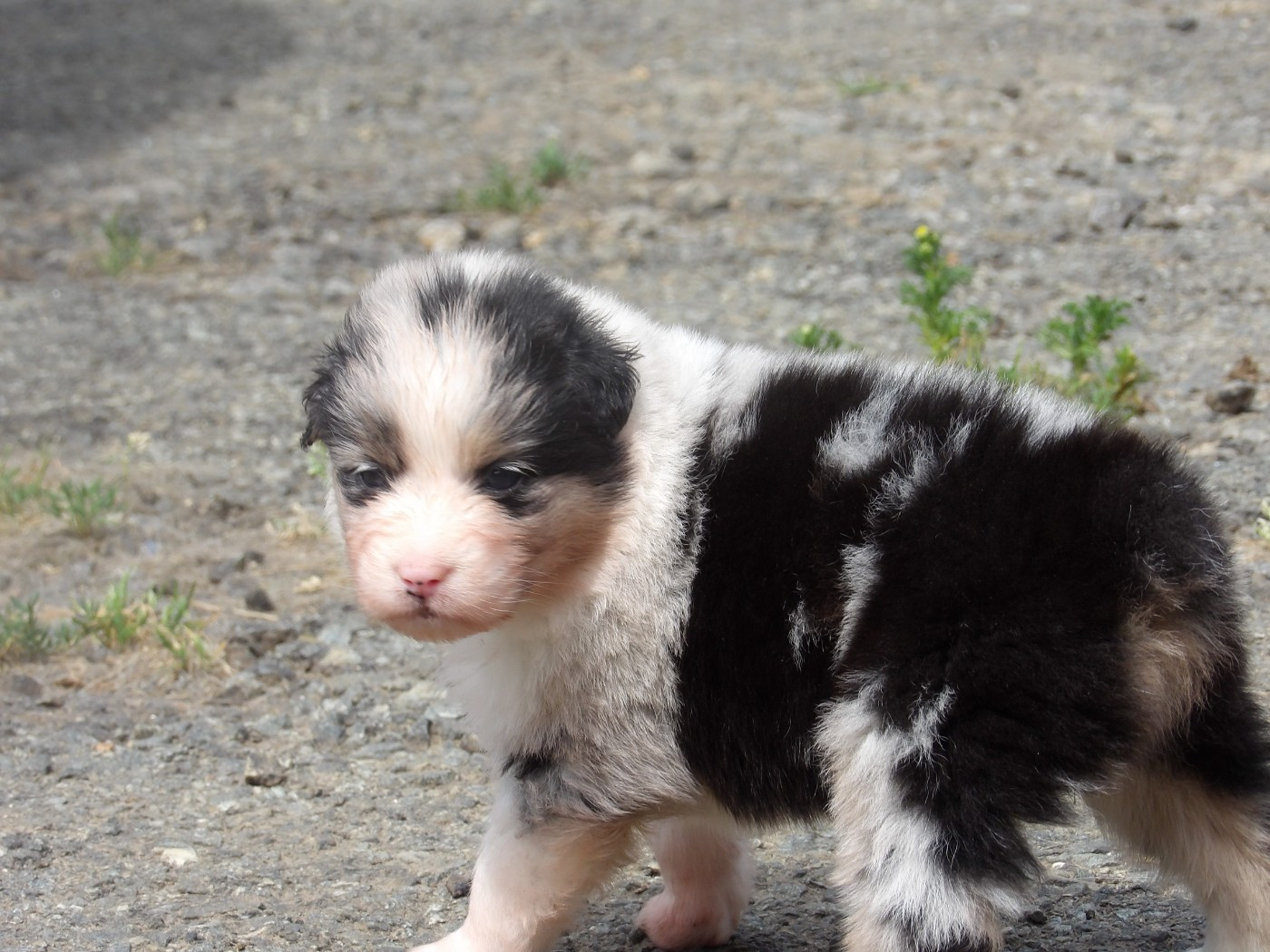 De La Terre Des Menhirs - Chiots disponibles - Berger Australien