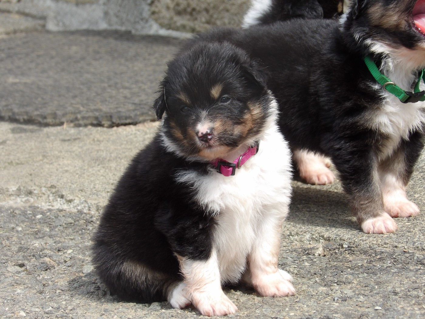 De La Terre Des Menhirs - Chiots disponibles - Berger Australien