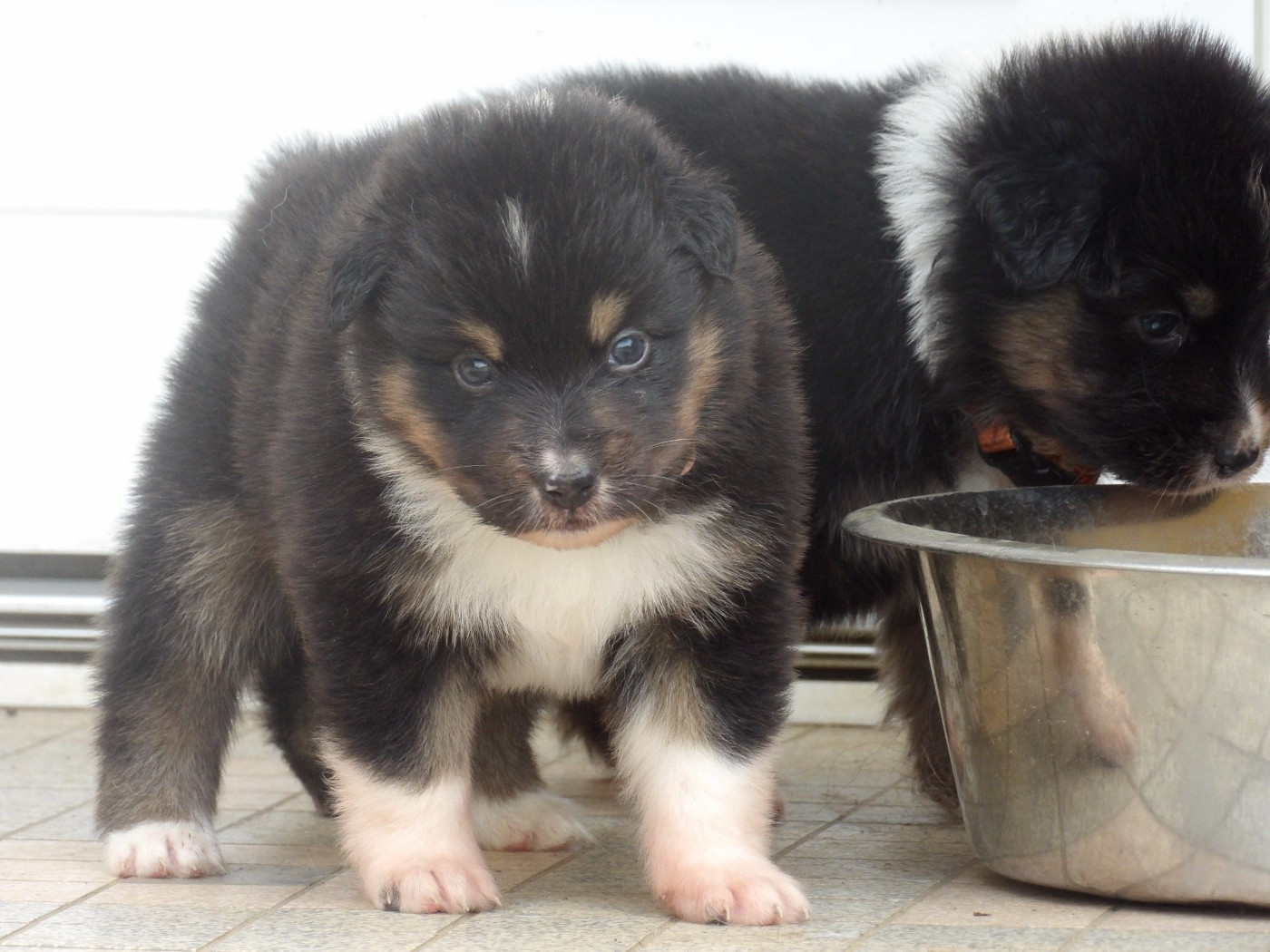 De La Terre Des Menhirs - Chiots disponibles - Berger Australien