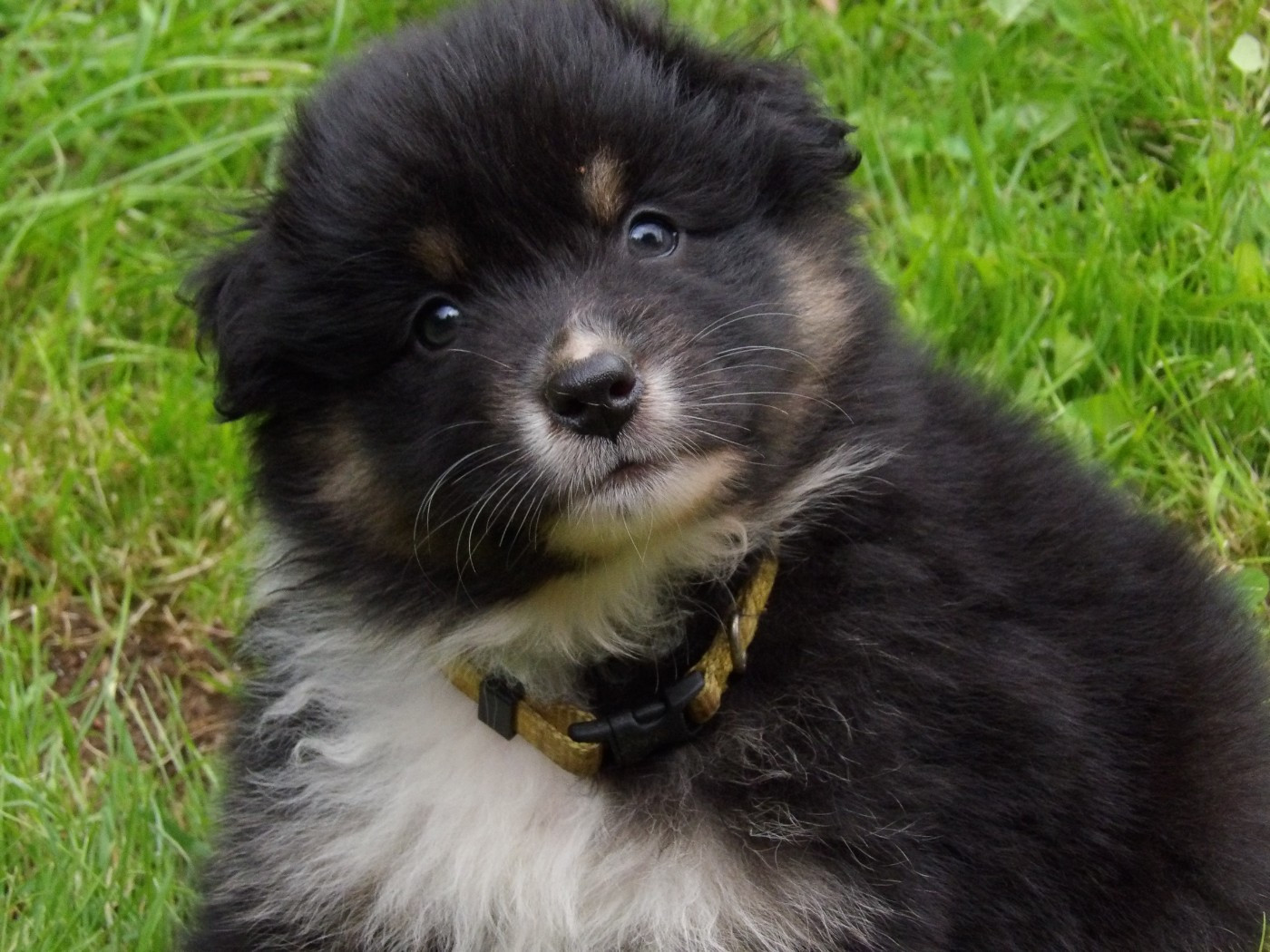 De La Terre Des Menhirs - Chiots disponibles - Berger Australien