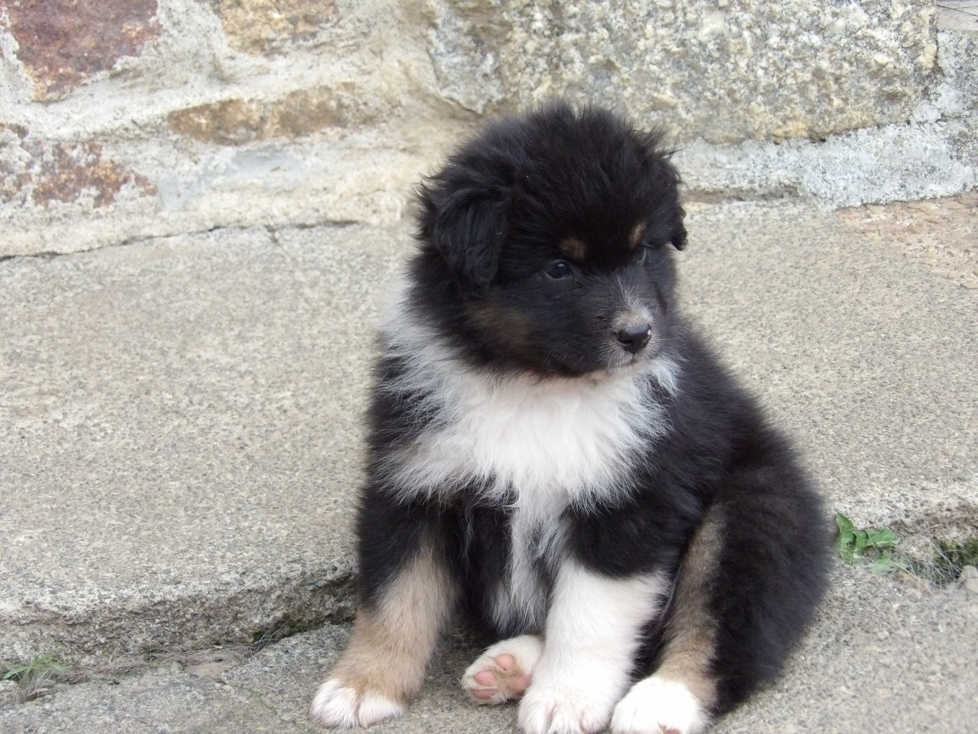 De La Terre Des Menhirs - Chiots disponibles - Berger Australien