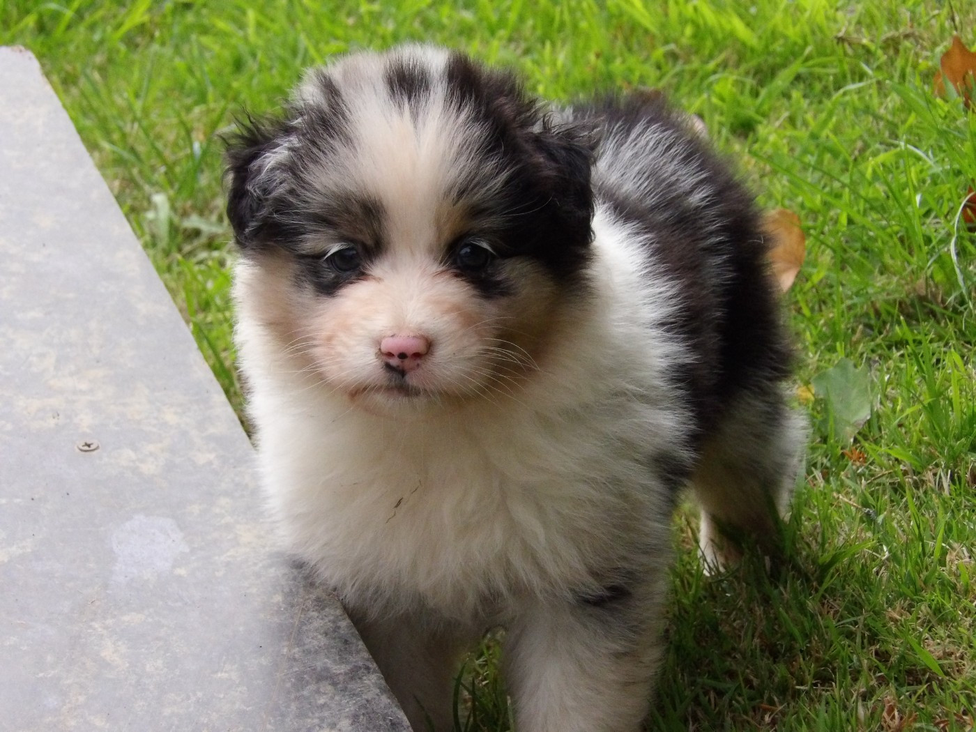 De La Terre Des Menhirs - Chiots disponibles - Berger Australien