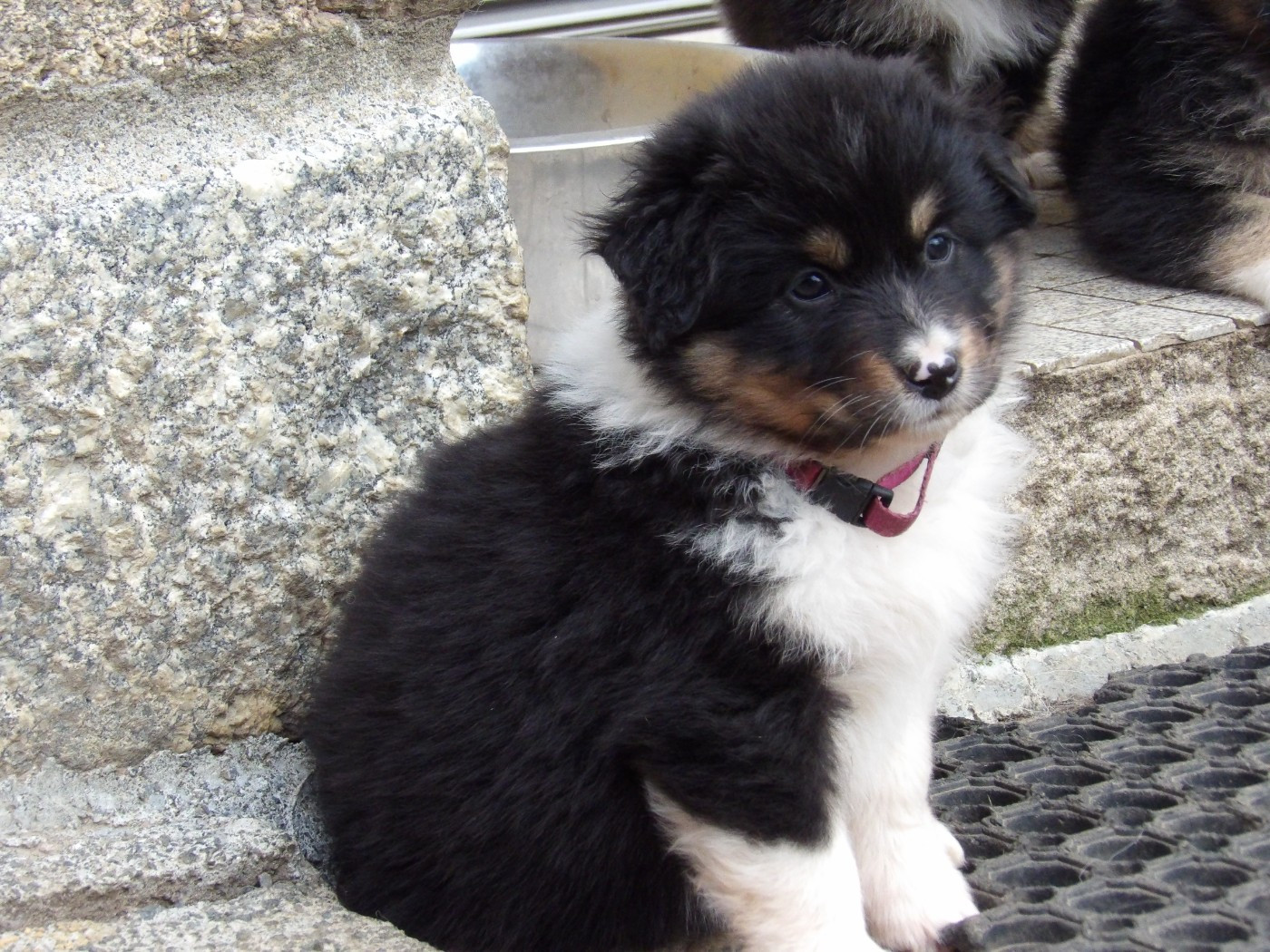De La Terre Des Menhirs - Chiots disponibles - Berger Australien