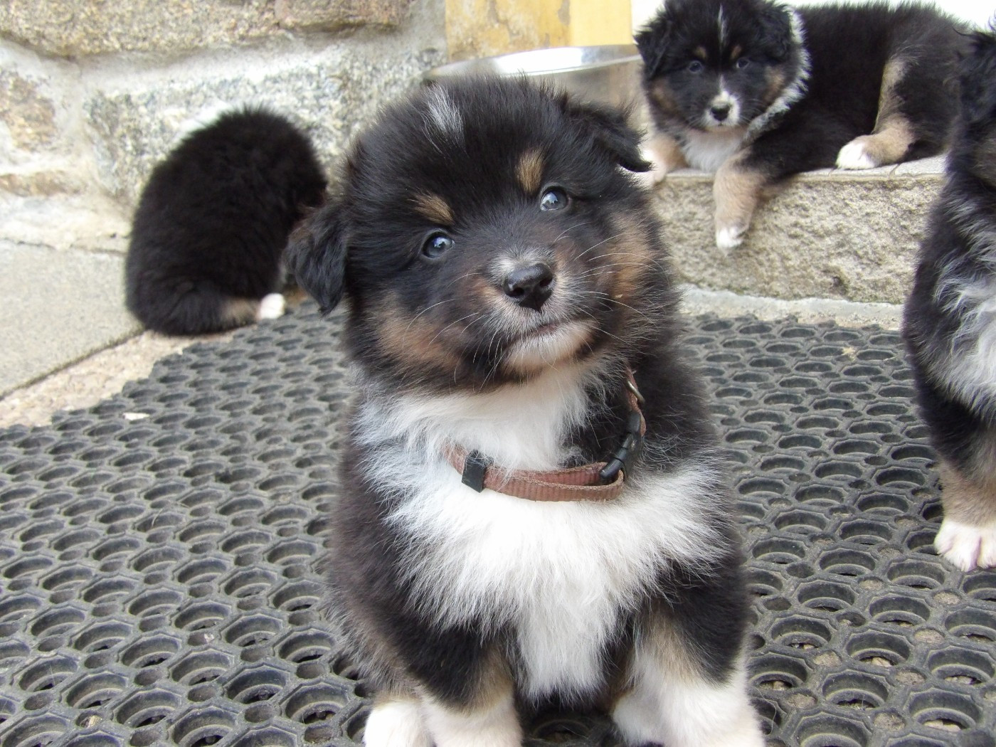 De La Terre Des Menhirs - Chiots disponibles - Berger Australien