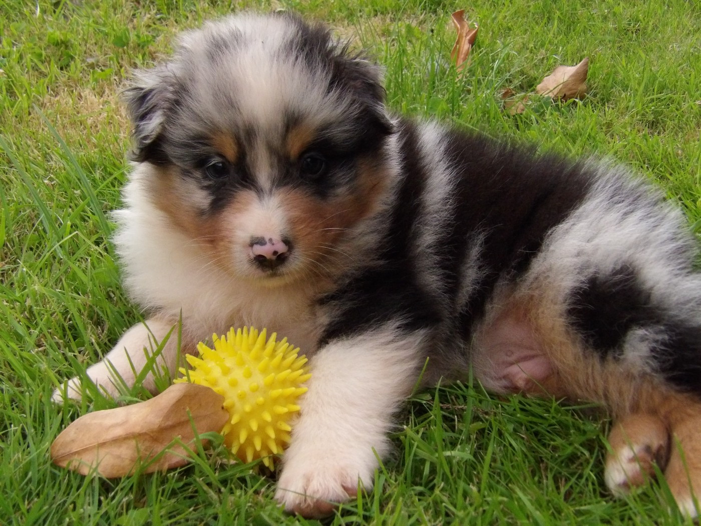 De La Terre Des Menhirs - Chiots disponibles - Berger Australien