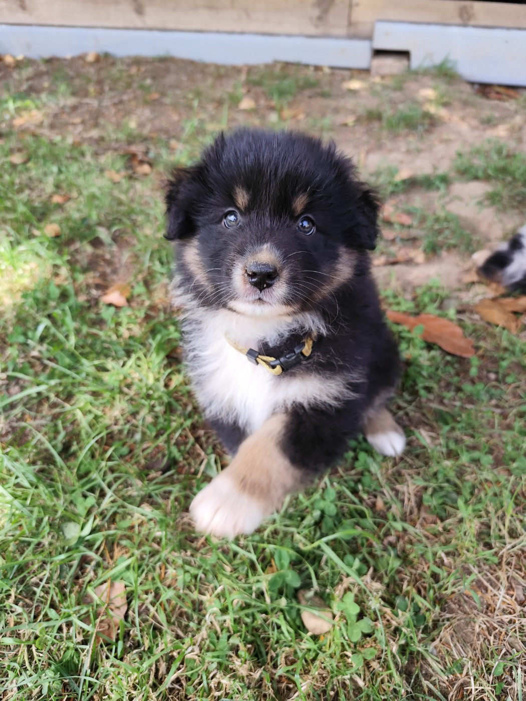 De La Terre Des Menhirs - Chiots disponibles - Berger Australien