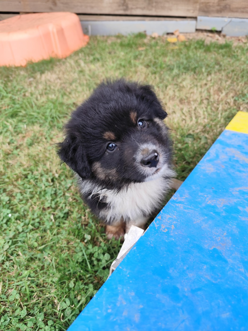 De La Terre Des Menhirs - Chiots disponibles - Berger Australien