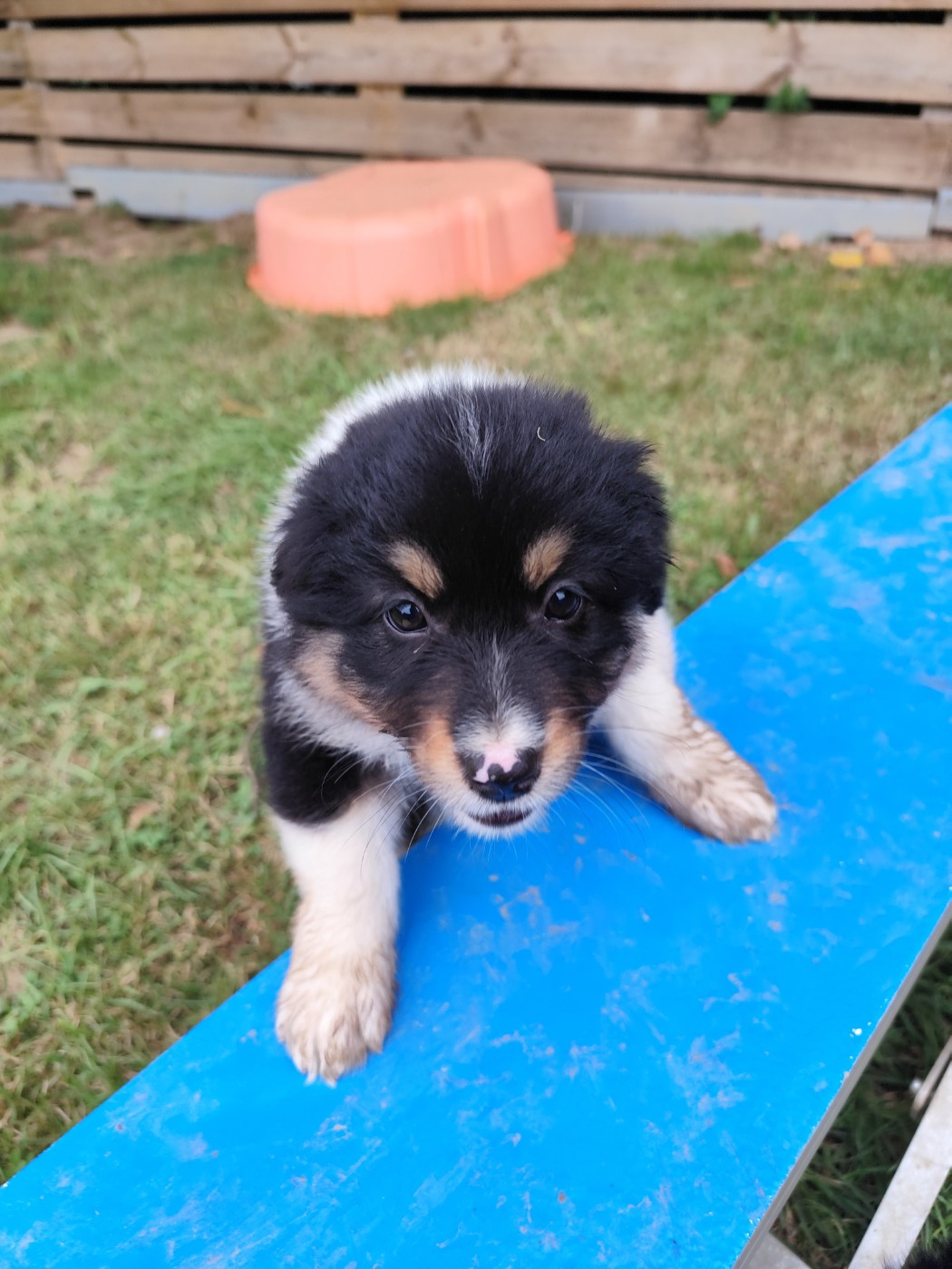 De La Terre Des Menhirs - Chiots disponibles - Berger Australien