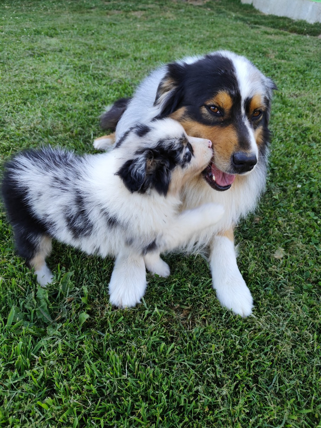 De La Terre Des Menhirs - Chiots disponibles - Berger Australien