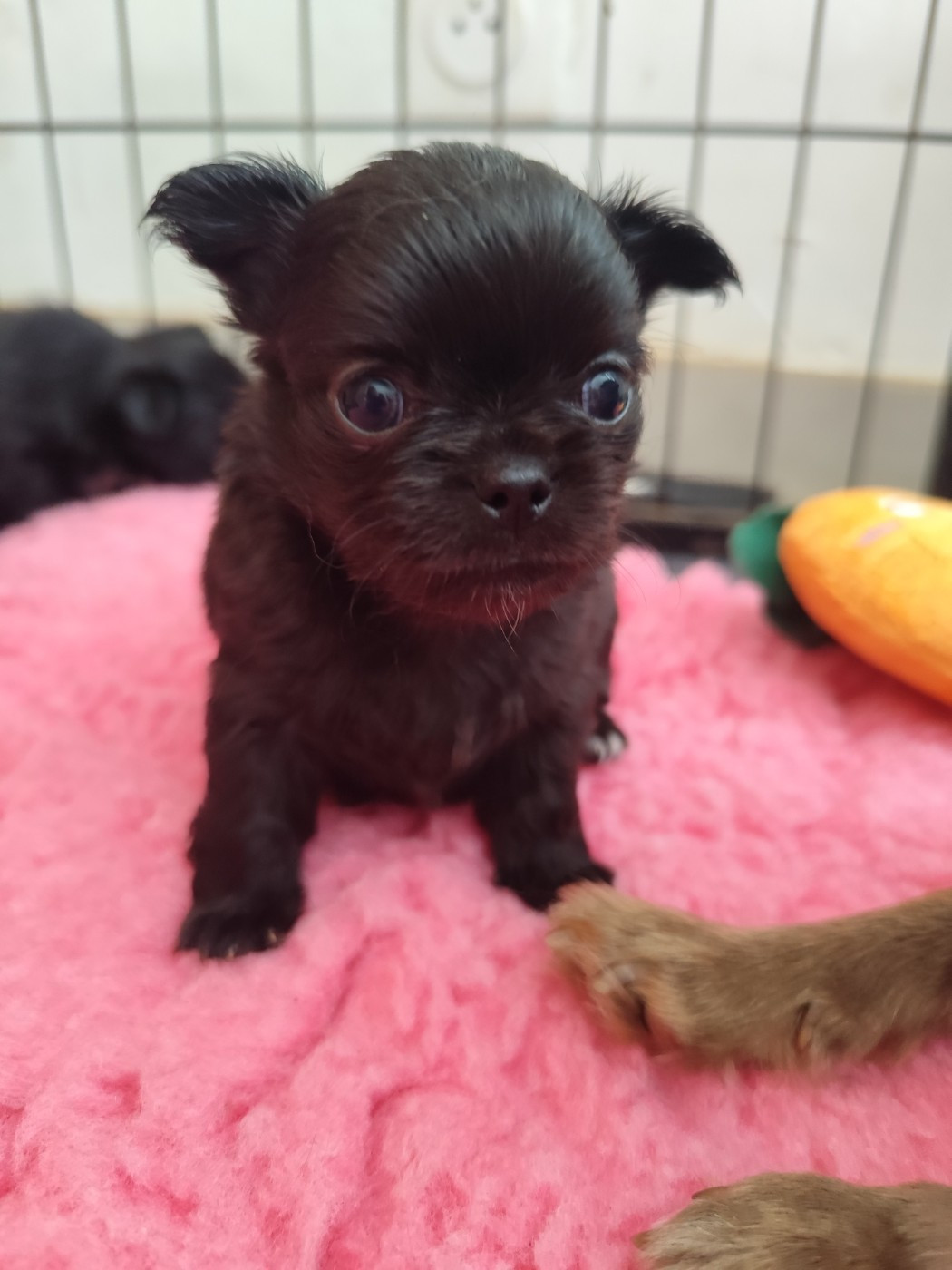 De La Terre Des Menhirs - Chiots disponibles - Chihuahua