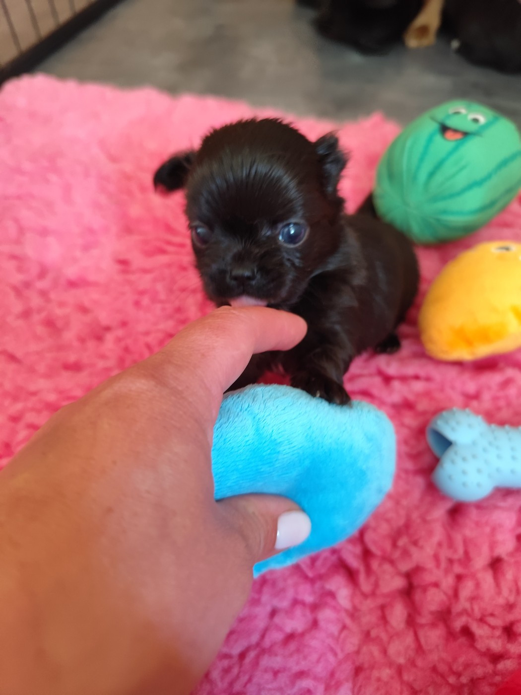 De La Terre Des Menhirs - Chiots disponibles - Chihuahua