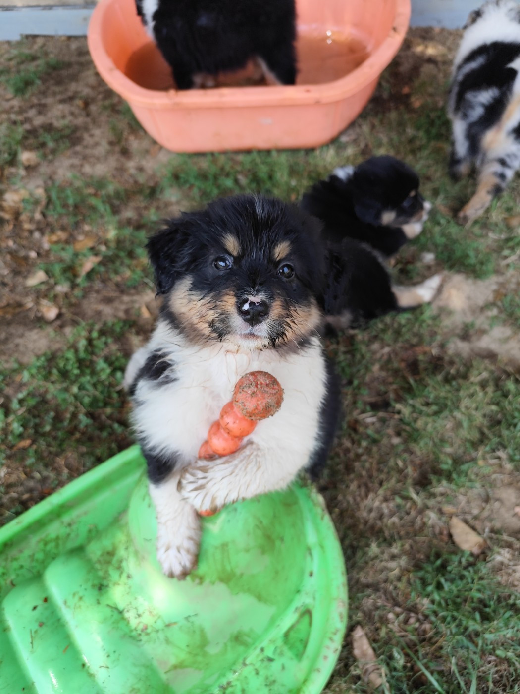 De La Terre Des Menhirs - Chiots disponibles - Berger Australien