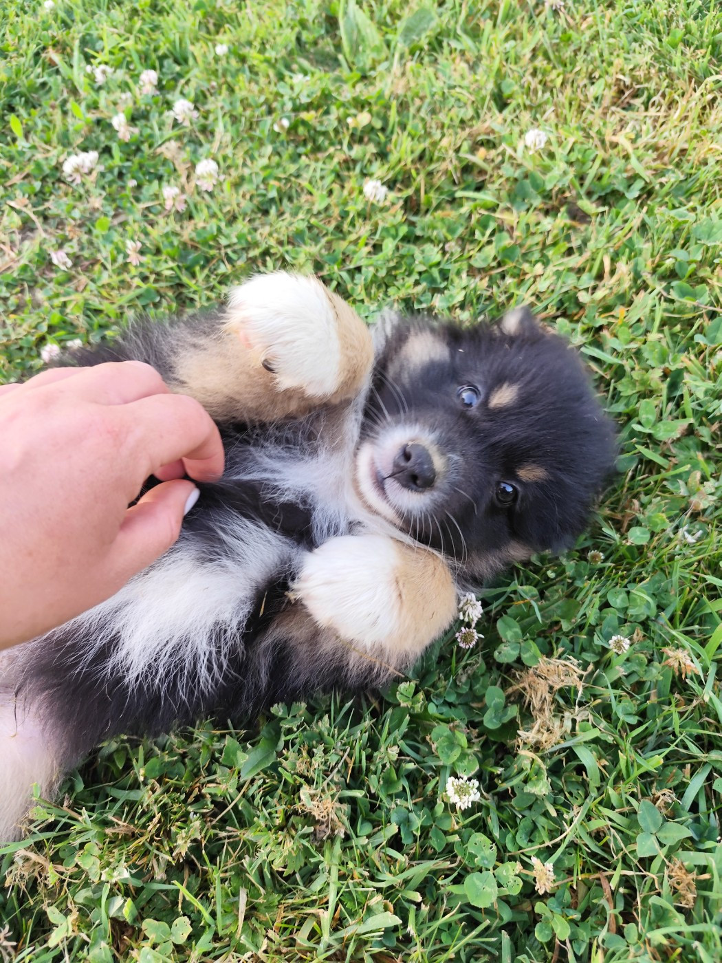 De La Terre Des Menhirs - Chiots disponibles - Berger Australien