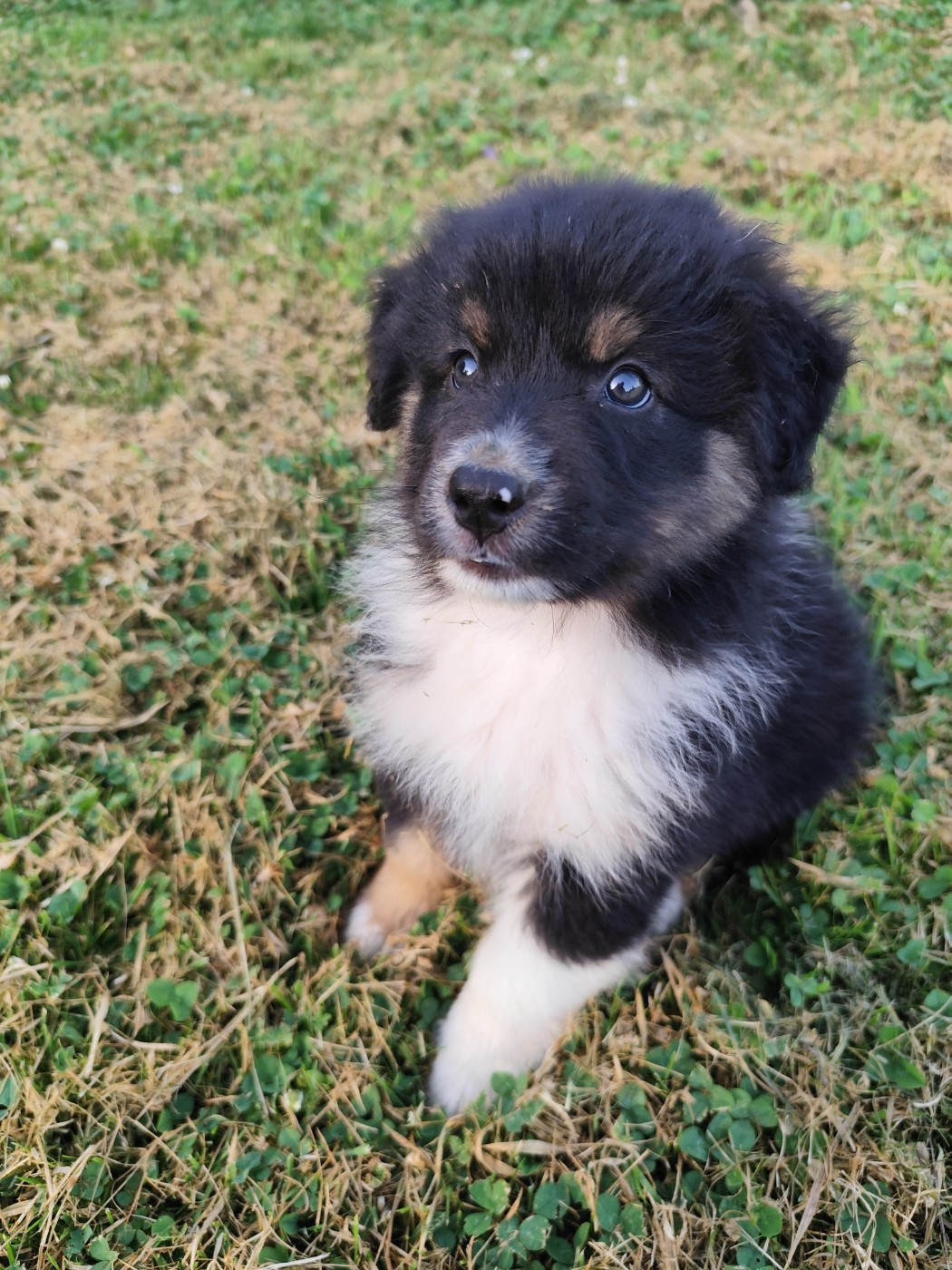 De La Terre Des Menhirs - Chiots disponibles - Berger Australien