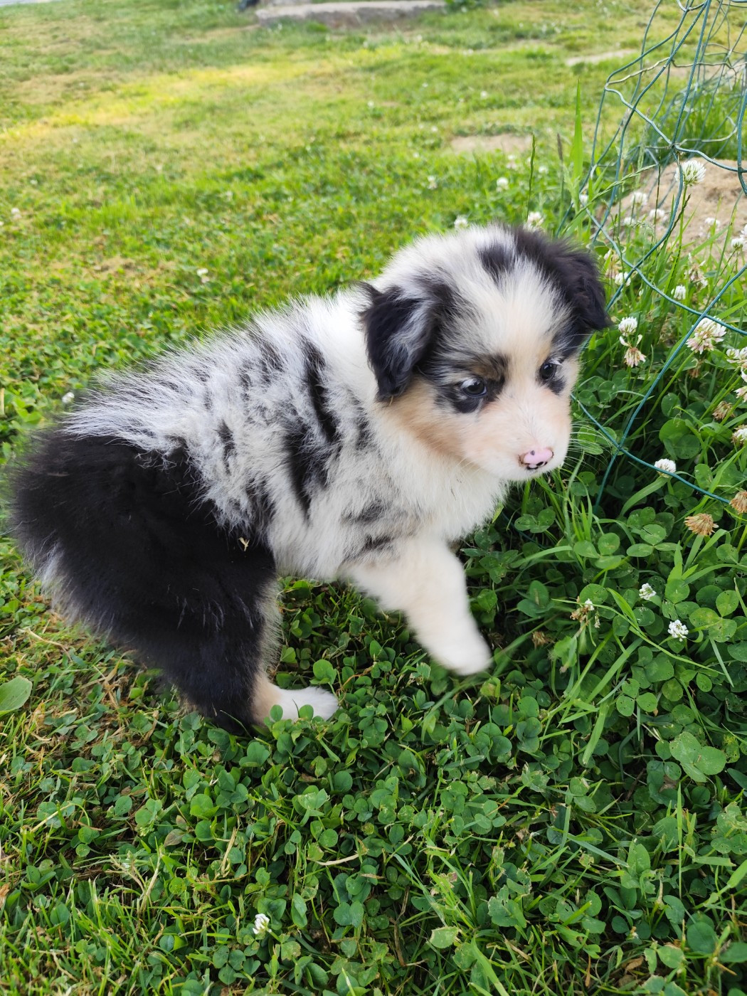 De La Terre Des Menhirs - Chiots disponibles - Berger Australien