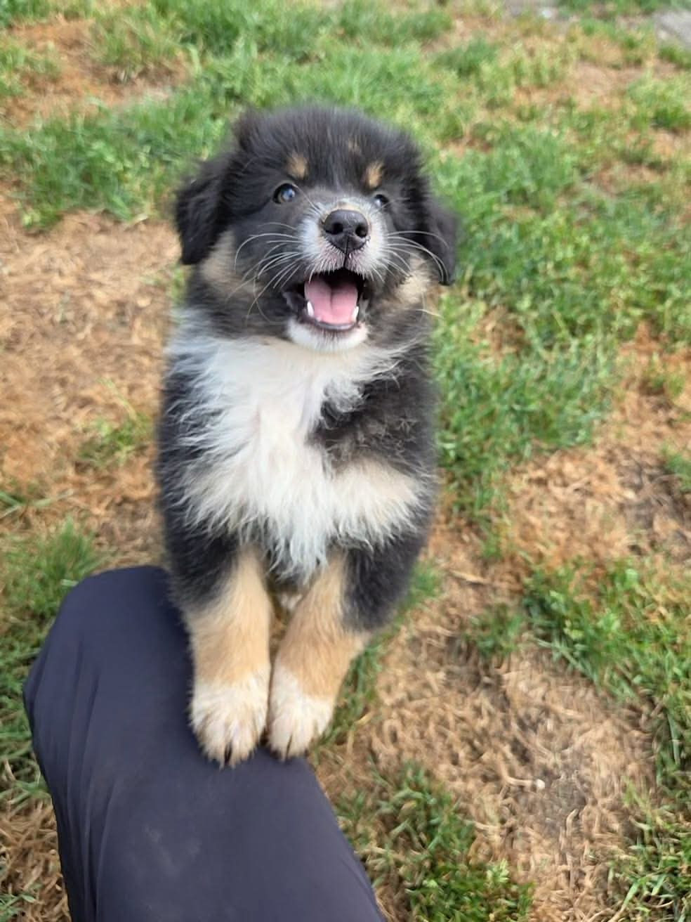 De La Terre Des Menhirs - Chiots disponibles - Berger Australien